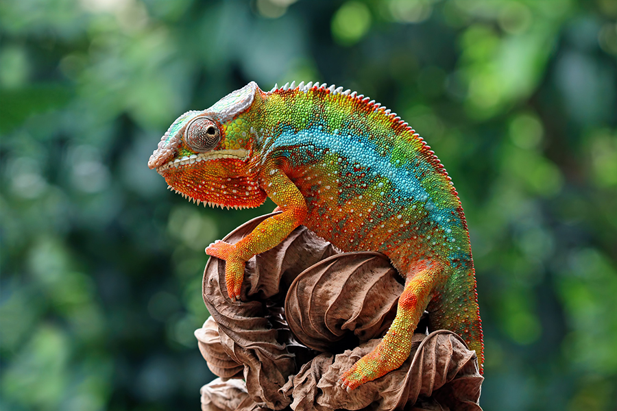 Chameleon with standard lighting: vivid and natural colour rendering