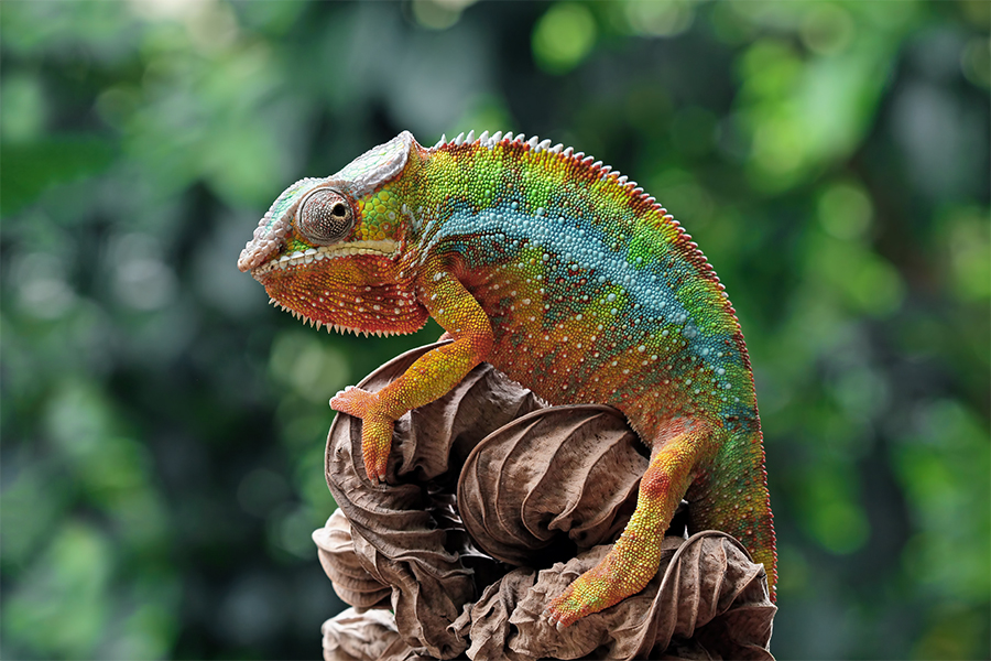Chameleon without standard lighting: muted and altered colour rendering